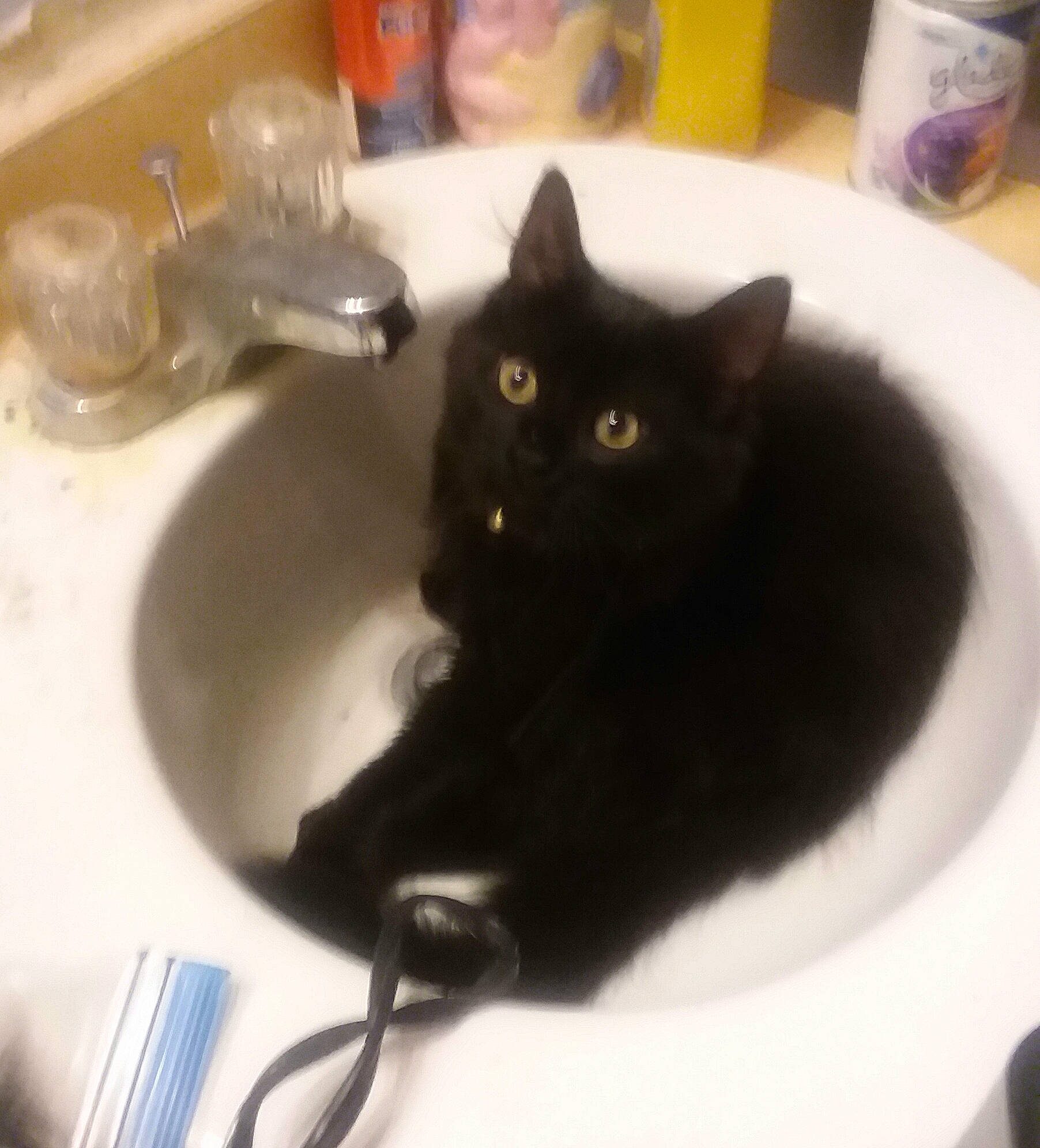 Cheshire joined the competition — help win amazing prizes! black, black_cat, bombay, carnivore, cat, domestic_short_haired_cat, ear, felidae, korat, small_to_medium_sized_cats, tail, whiskers