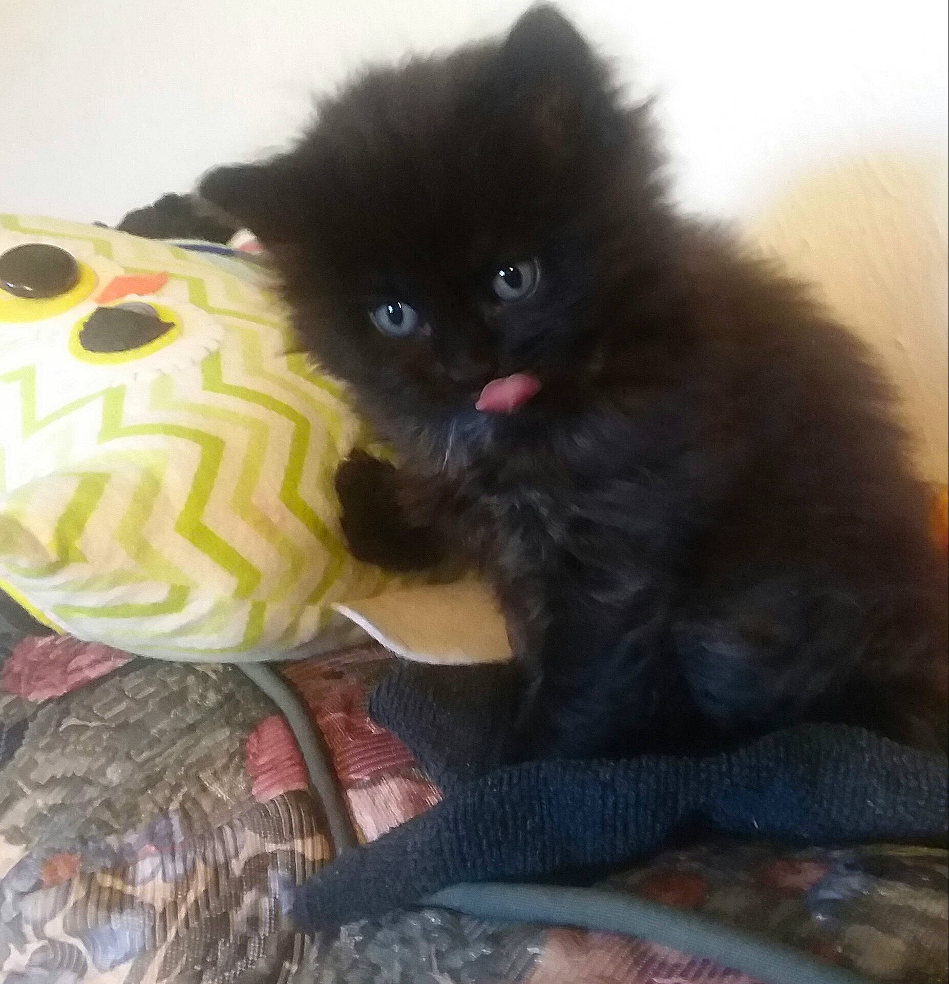 Cheshire is registered to the contest to win money with this photo: black_cat, british_longhair, canidae, carnivore, cat, companion_dog, dog_breed, domestic_long_haired_cat, eye, fawn, felidae, kitten, mammal, persian, pomeranian, small_to_medium_sized_cats, snout, spitz, vertebrate, whiskers