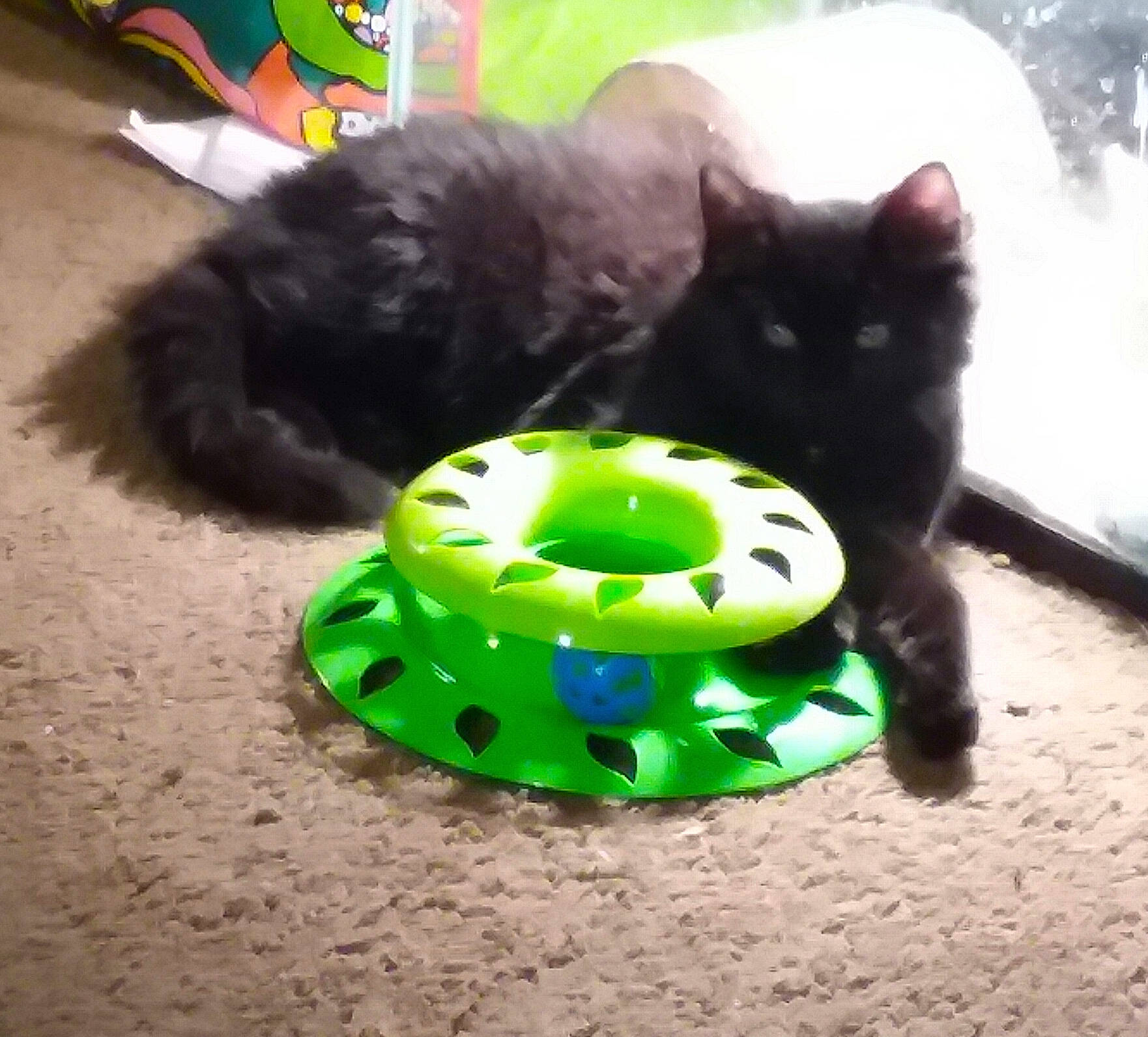 Cheshire joined the competition — help win amazing prizes! automotive_tire, black_cat, carnivore, cat, cat_toy, domestic_short_haired_cat, felidae, green, kitten, pet_supply, play, small_to_medium_sized_cats, tail, tire, whiskers