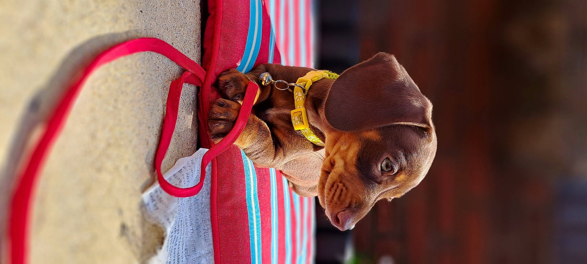 Rocco is registered to the contest to win money with this photo: event, eye, fashion_accessory, fun, fur, happy, hat, head, headgear, human_body, magenta, personal_protective_equipment, plant, snout, sunglasses, toy, tradition, wood, working_animal, wrinkle