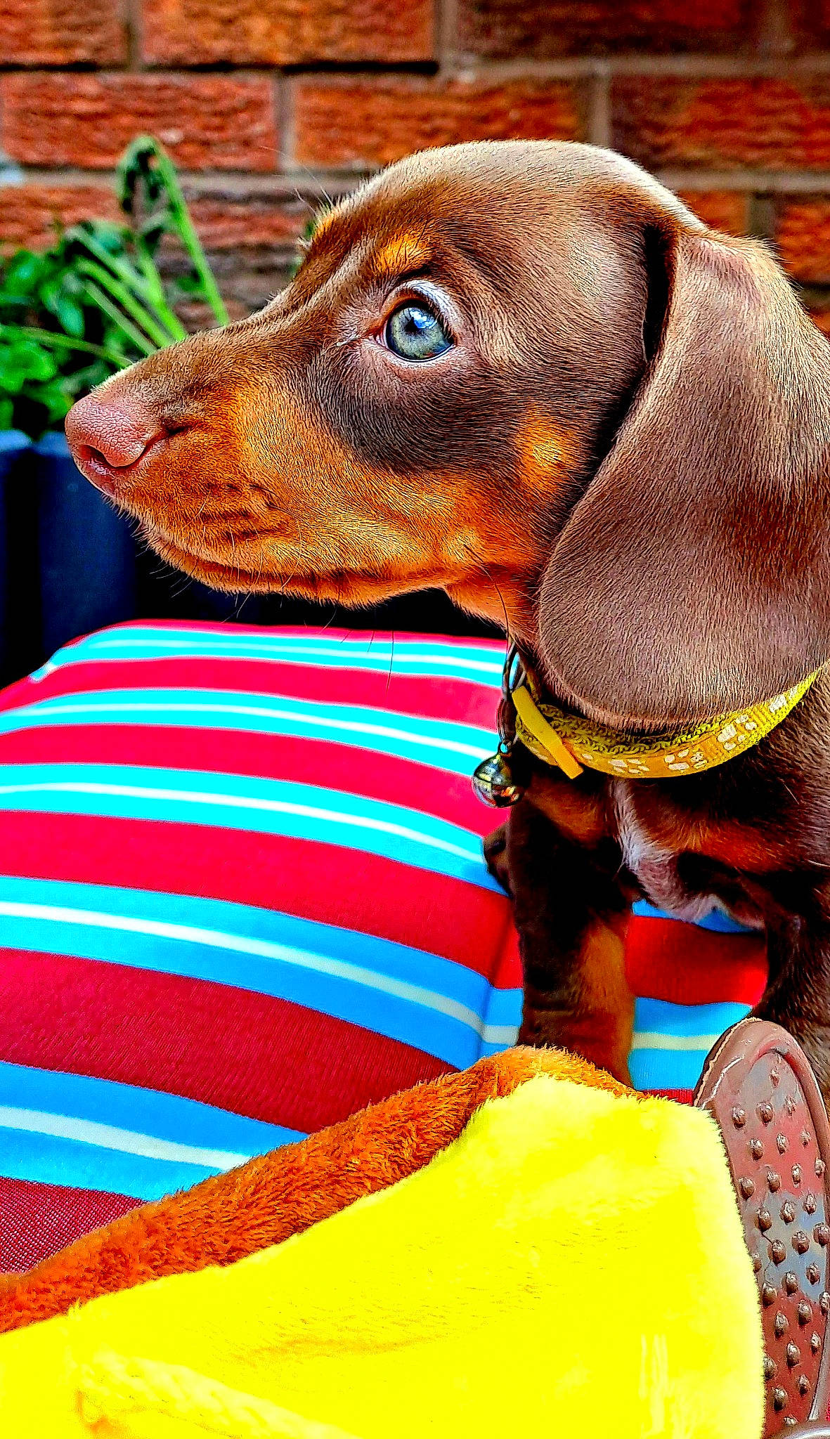 Rocco is registered to the contest to win money with this photo: canidae, carnivore, collar, companion_dog, dobermann, dog, dog_breed, dog_collar, dog_supply, fawn, hound, houseplant, liver, mammal, pet_supply, scent_hound, snout, sporting_group, terrestrial_animal, working_animal