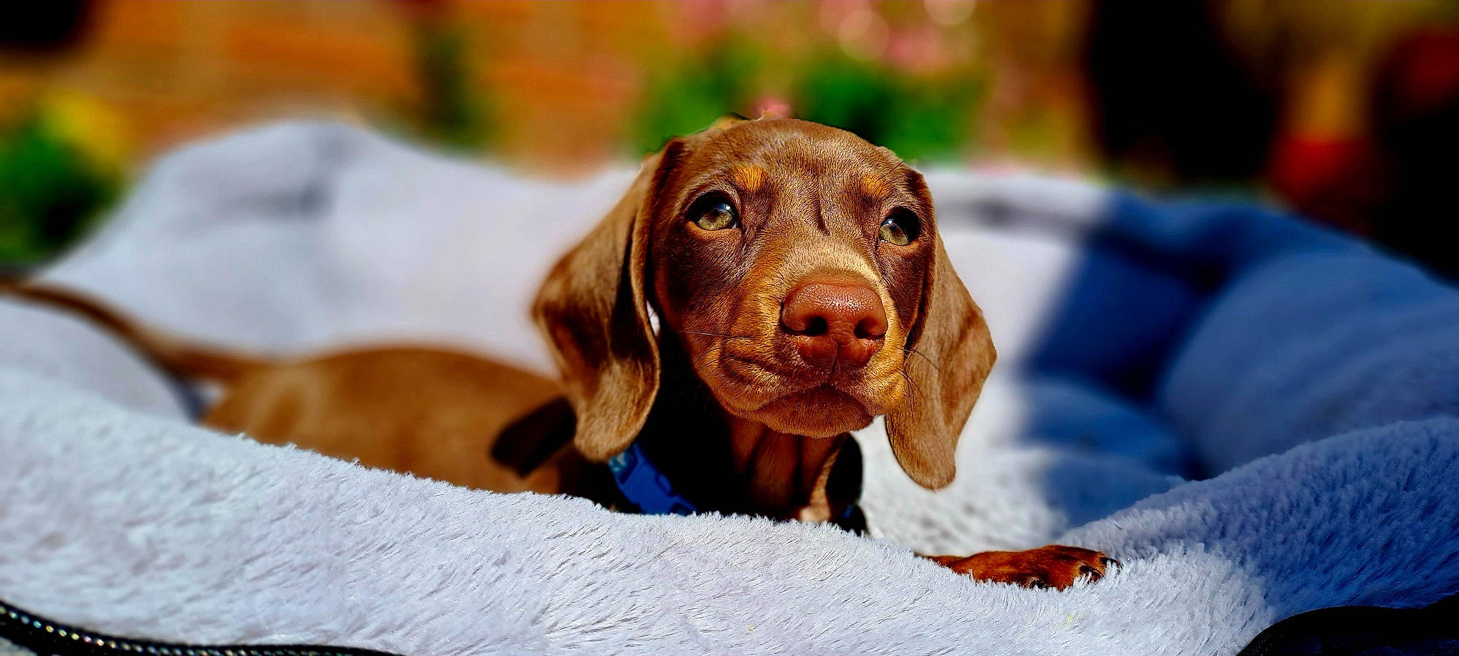 Rocco joined the competition — help win amazing prizes! basset_hound, canidae, carnivore, companion_dog, dachshund, dog, dog_breed, ear, fawn, gun_dog, hound, liver, scent_hound, snout, snow, spaniel, sporting_group, terrestrial_animal, whiskers, working_animal