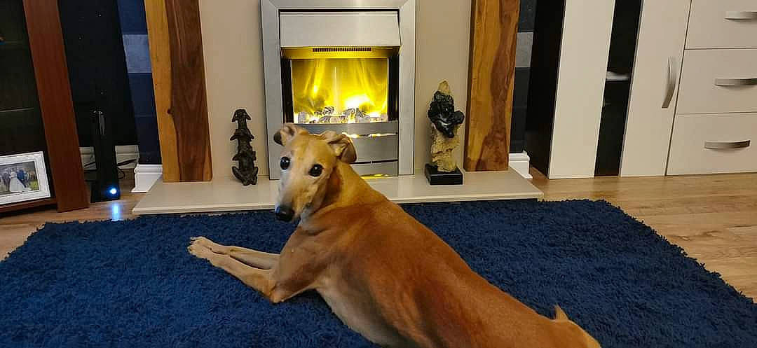 Chase is registered to the contest to win money with this photo: carnivore, comfort, companion_dog, curtain, dog, dog_breed, fawn, floor, flooring, hardwood, houseplant, lamp, picture_frame, room, sighthound, tail, television, terrestrial_animal, wood, working_animal