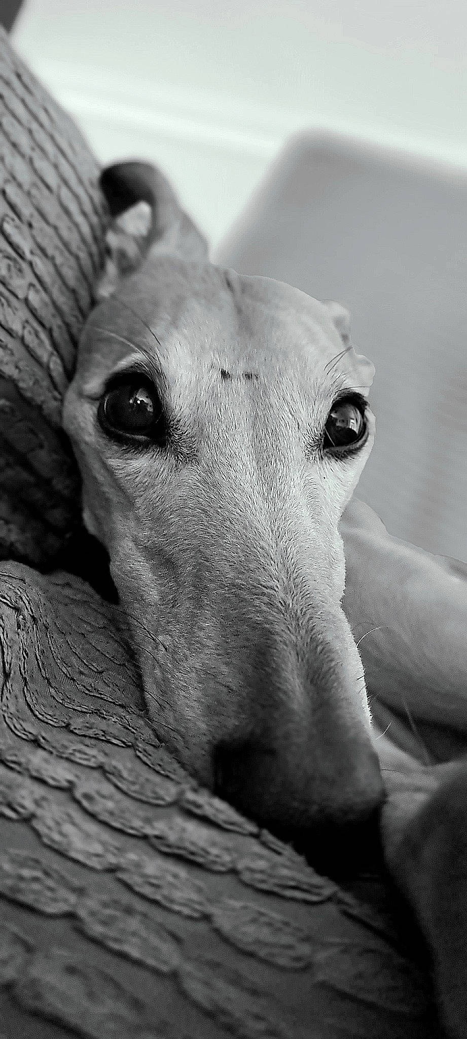 Chase joined the competition — help win amazing prizes! canidae, carnivore, companion_dog, dog, dog_breed, fawn, fur, grey, guard_dog, magyar_agar, monochrome, monochrome_photography, polish_greyhound, rampur_greyhound, sighthound, sporting_group, street_dog, terrestrial_animal, whiskers, working_animal