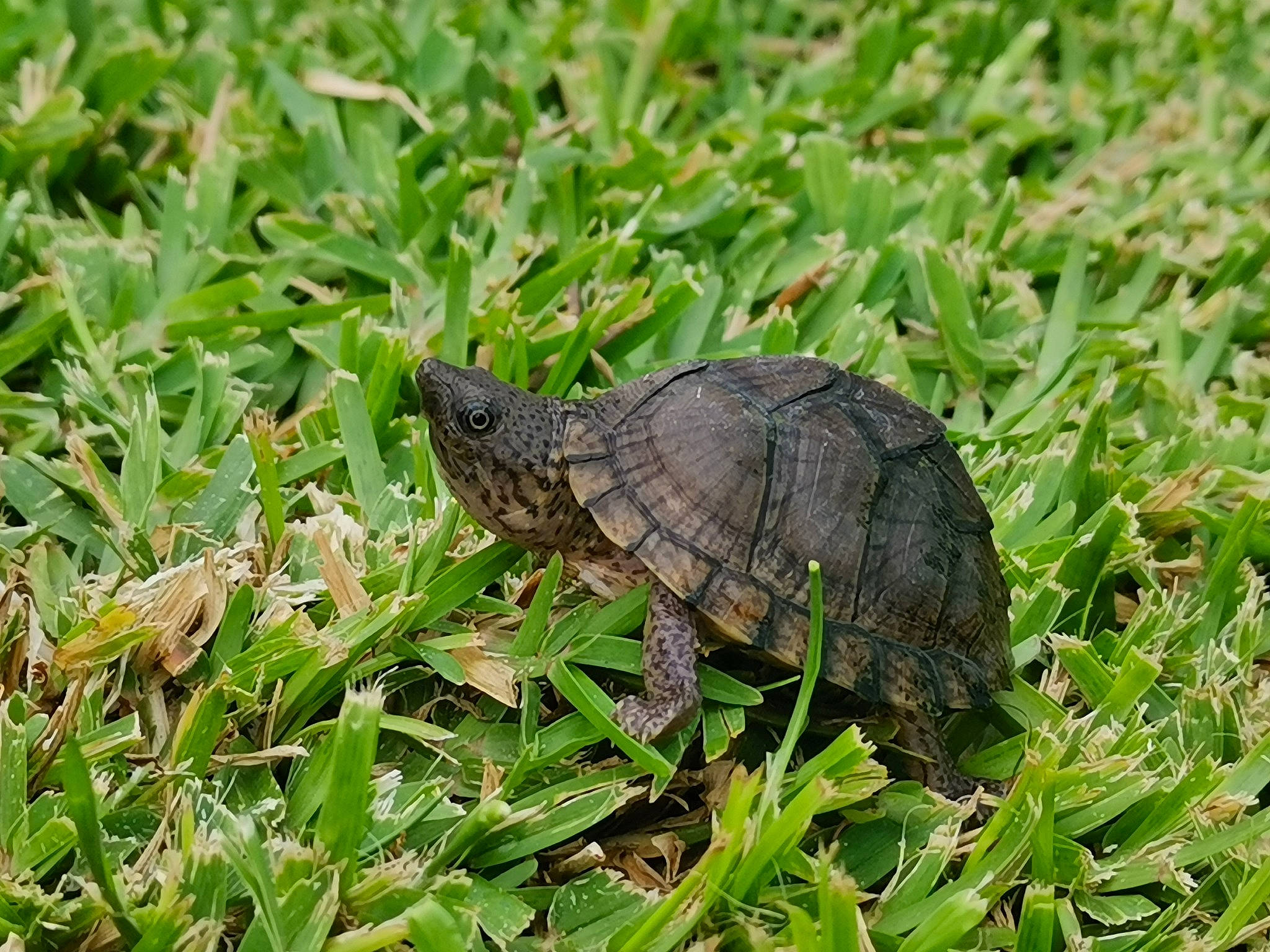 Ariel a rejoint le concours — aidez-le/la à gagner de superbes lots ! box_turtle, chelydridae, common_snapping_turtle, geoemydidae, grass, plant_community, pond_turtle, red_eared_slider, reptile, terrestrial_animal, tortoise, turtle, wildlife