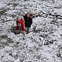 dog, small_dog, white_dog, snow, grass, outdoor, winter, animal, pet, clothing, black_jacket, red_pants, cold, nature, fur, standing, looking_back, twig, ground, daylight