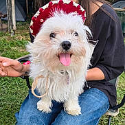 Ulys participe au concours pour gagner de l'argent avec cette photo : dog, white_dog, fluffy, hat, person, smiling, outdoor, grass, jeans, chair, happy, tongue_out, pet, animal, casual_clothing, nature, sitting, rustic, shed, friendship