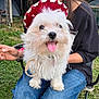 dog, white_dog, fluffy, hat, person, smiling, outdoor, grass, jeans, chair, happy, tongue_out, pet, animal, casual_clothing, nature, sitting, rustic, shed, friendship