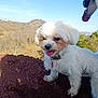 Ulys participe au concours pour gagner de l'argent avec cette photo : dog, white_dog, outdoor, nature, sky, dirt, mound, tongue, pet, happy, collar, playful, canine, animal, fur, daylight, expression, close-up, two_dogs, landscape