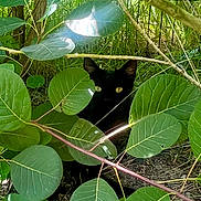 Milo participe au concours pour gagner de l'argent avec cette photo : animal, black_cat, branches, bush, camouflage, cat, curious, daylight, eyes, foliage, green_leaves, ground, hidden, nature, outdoor, pet, plants, quiet, shadows, wildlife