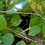 animal, black_cat, branches, bush, camouflage, cat, curious, daylight, eyes, foliage, green_leaves, ground, hidden, nature, outdoor, pet, plants, quiet, shadows, wildlife