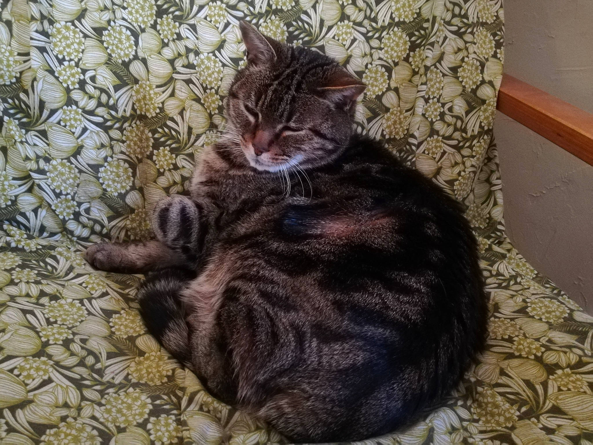 Tigrou participe au concours pour gagner de l'argent avec cette photo : carnivore, cat, claw, comfort, domestic_short_haired_cat, felidae, fur, nap, paw, sitting, sleep, small_to_medium_sized_cats, snout, tail, terrestrial_animal, whiskers