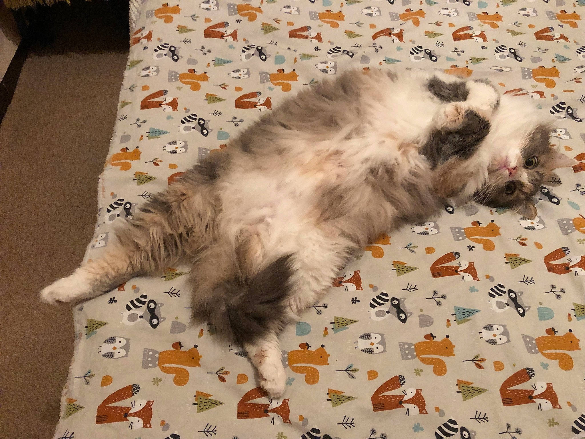 Perle a rejoint le concours — aidez-le/la à gagner de superbes lots ! british_longhair, carnivore, cat, claw, comfort, fawn, felidae, flooring, foot, fur, hardwood, paw, small_to_medium_sized_cats, tail, terrestrial_animal, whiskers