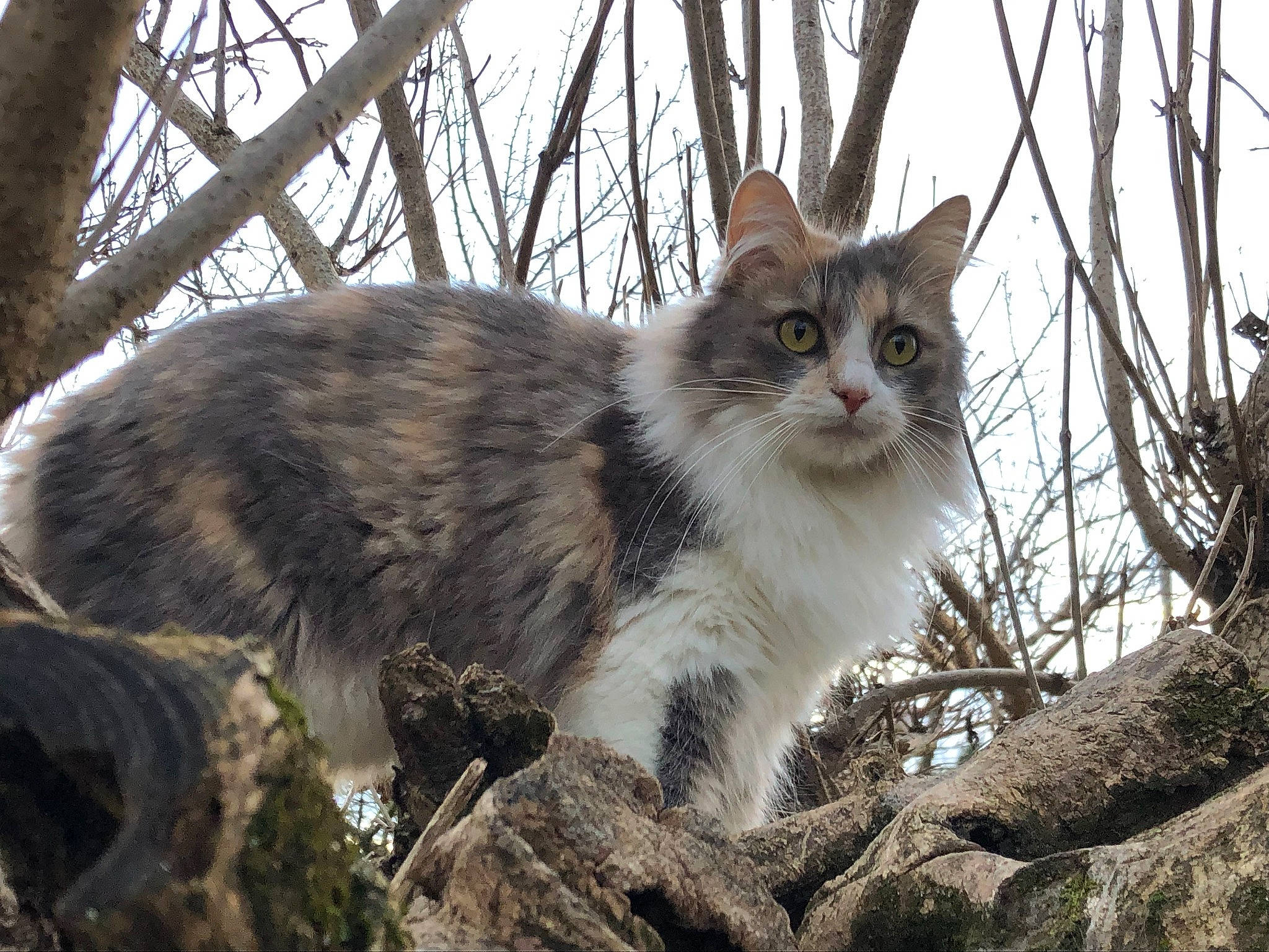 Perle participe au concours pour gagner de l'argent avec cette photo : carnivore, cat, fawn, felidae, fur, grass, natural_landscape, plant, sky, small_to_medium_sized_cats, snout, tail, terrestrial_animal, tree, trunk, twig, whiskers, wood