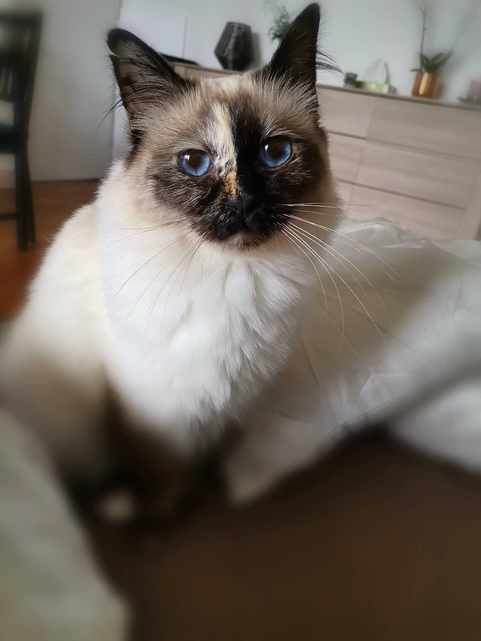 Olly a rejoint le concours — aidez-le/la à gagner de superbes lots ! balinese, birman, carnivore, cat, colorpoint_shorthair, domestic_long_haired_cat, eye, felidae, himalayan, iris, javanese, mammal, ragdoll, siamese, small_to_medium_sized_cats, snowshoe, thai, tonkinese, vertebrate, whiskers