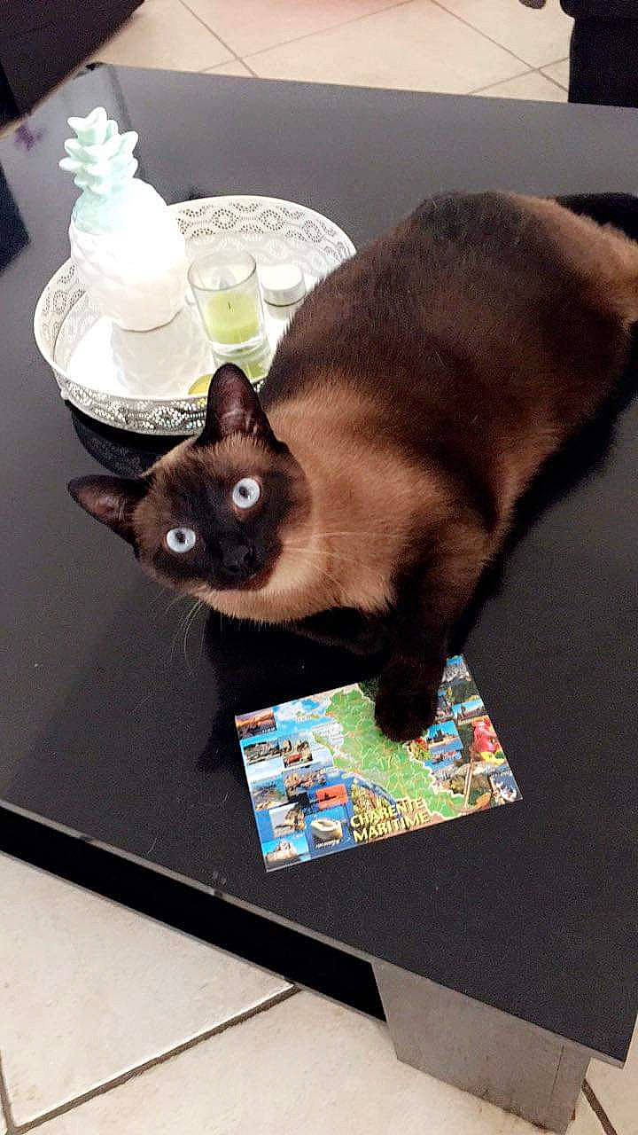 Maggy participe au concours pour gagner de l'argent avec cette photo : birman, black_cat, burmese, carnivore, cat, felidae, havana_brown, korat, siamese, small_to_medium_sized_cats, table, thai, tonkinese, whiskers