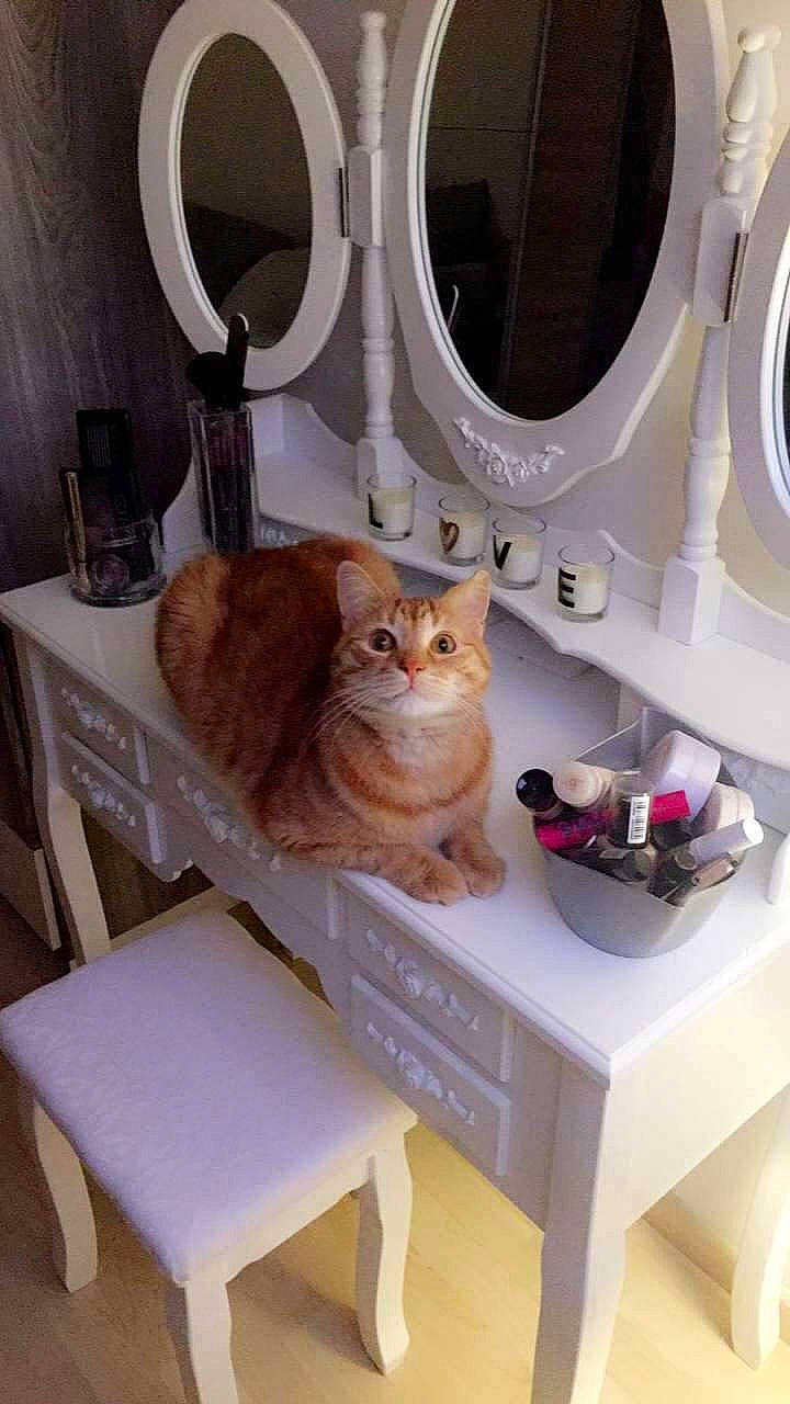 Zulu participe au concours pour gagner de l'argent avec cette photo : carnivore, cat, domestic_short_haired_cat, european_shorthair, felidae, fur, furniture, interior_design, room, small_to_medium_sized_cats, washing_machine, whiskers