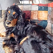 Abbie participe au concours pour gagner de l'argent avec cette photo : animal, black_and_tan, calm, chairs, cocker_spaniel, couch, cozy, curly_fur, dining_table, dog, fur, furniture, home, indoor, living_room, natural_light, patterned_cushion, pet, relaxed, window