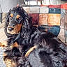 animal, black_and_tan, calm, chairs, cocker_spaniel, couch, cozy, curly_fur, dining_table, dog, fur, furniture, home, indoor, living_room, natural_light, patterned_cushion, pet, relaxed, window