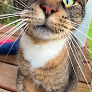 Mittens is registered to the contest to win money with this photo: cat, tabby_cat, close_up, green_eyes, whiskers, fur, outdoor, wooden_surface, nature, pet, animal, curious, face, mammal, domestic_animal, portrait, feline, close, nose