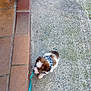 accessories, alley, animal, brick, canine, cat, city, dog, drain, hound, leash, path, pet, puppy, road, sidewalk, strap, street, urban, walkway