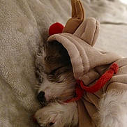 Kiki a rejoint le concours — aidez-le/la à gagner de superbes lots ! animal, blanket, canine, clothing, cockerspaniel, couch, dog, furniture, glove, homedecor, hound, linen, papillon, person, pet, puppy, quilt, sleeping, terrier, towel