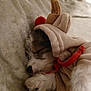 animal, blanket, canine, clothing, cockerspaniel, couch, dog, furniture, glove, homedecor, hound, linen, papillon, person, pet, puppy, quilt, sleeping, terrier, towel