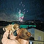 adult, animal, canine, city, dog, face, female, fireworks, head, lighting, nature, night, outdoors, person, pet, photography, portrait, puppy, urban, woman
