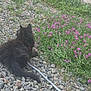 cat, black_cat, fluffy, pebbles, flowers, purple_flowers, leash, outdoor, garden, grass, greenery, nature, animal, pet, relaxed, sitting, fur, tail, daylight, back_view