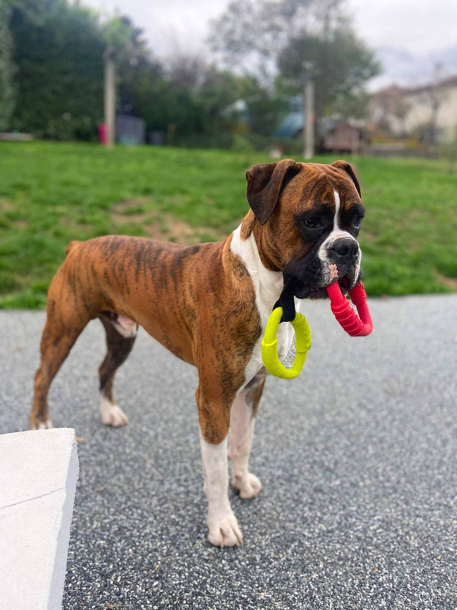 Sparrow participe au concours pour gagner de l'argent avec cette photo : boxer, canidae, carnivore, collar, companion_dog, dog, dog_breed, dog_collar, dog_supply, fawn, grass, leash, pet_supply, sky, snout, sporting_group, tail, tree, working_animal, working_dog