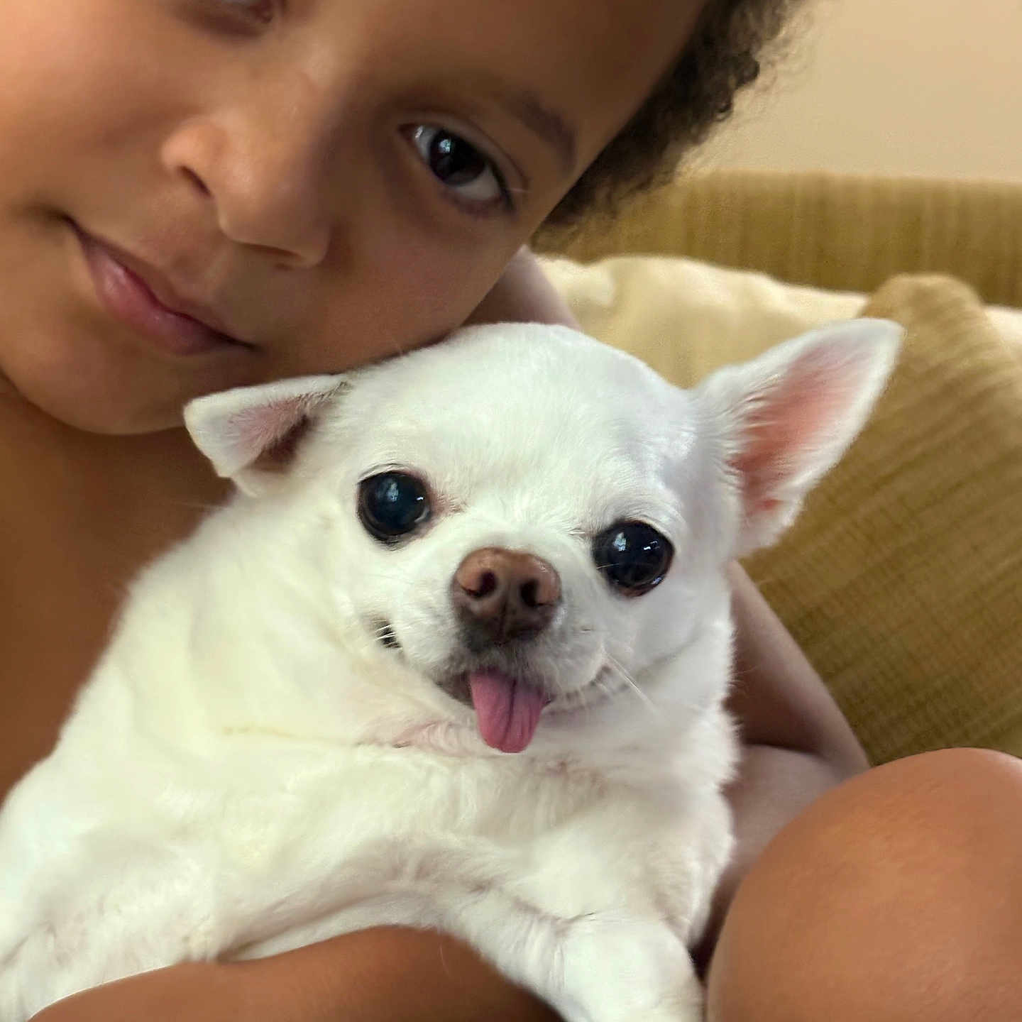 Bella joined the competition — help win amazing prizes! animal, baby, bodypart, canine, chihuahua, couch, dog, eskimodog, face, furniture, happy, head, mouth, person, pet, photography, portrait, puppy, smile, whitedog