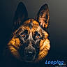 animal, animal_portrait, canine, close_up, dark_background, dog, ears, expression, eyes, face, fur, german_shepherd, looking, loyal, muzzle, pet, photography, portrait, studio_lighting, watchful