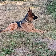 Looping participe au concours pour gagner de l'argent avec cette photo : animal, attentive, black, brown, calm, canine, collar, dog, field, german_shepherd, grass, lying_down, nature, outdoor, pet, quiet, side_view, summer, sunlight, wildlife
