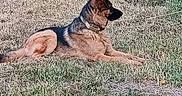 Looping participe au concours pour gagner de l'argent avec cette photo : animal, attentive, black, brown, calm, canine, collar, dog, field, german_shepherd, grass, lying_down, nature, outdoor, pet, quiet, side_view, summer, sunlight, wildlife