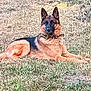 Looping a rejoint le concours — aidez-le/la à gagner de superbes lots ! alert, animal, black, brown, canine, collar, daylight, dog, domestic_animal, ears, fur, german_shepherd, grass, lying_down, mammal, nature, outdoor, pet, portrait, watchful