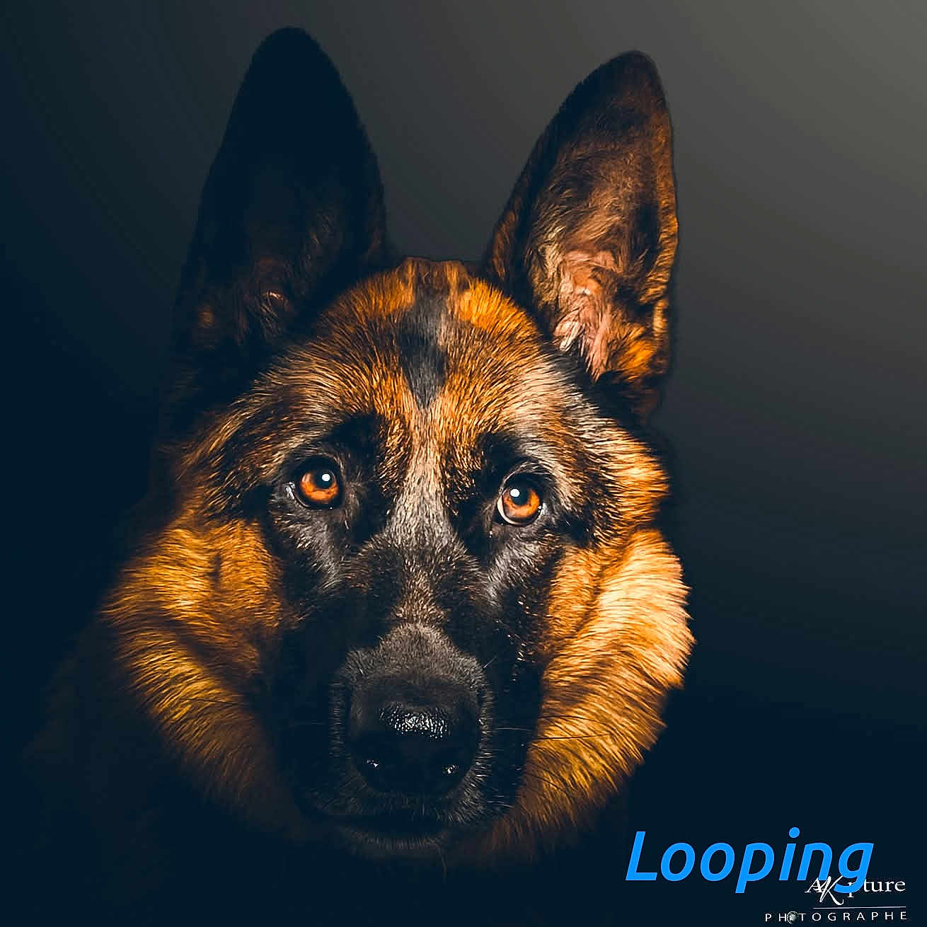 Looping