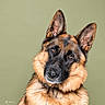animal, background, black, brown, canine, close_up, cute, dog, domestic_animal, ears, expression, fur, german_shepherd, head_tilt, looking, muzzle, pet, portrait, studio, whiskers