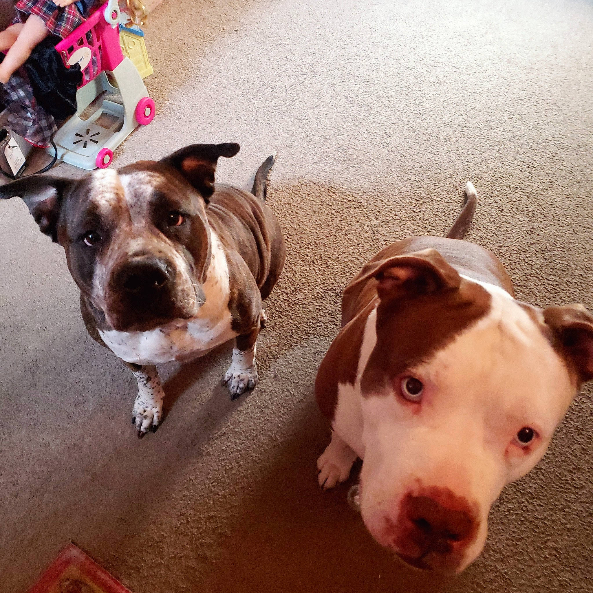 Bella is registered to the contest to win money with this photo: bulldog, canidae, carnivore, collar, companion_dog, dog, dog_breed, dog_collar, fawn, fur, liver, paw, pet_supply, snout, sporting_group, terrestrial_animal, toy_dog, whiskers, working_animal, wrinkle