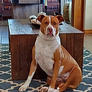 Kaleesi joined the competition — help win amazing prizes! dog, brown, white, sitting, rug, patterned_rug, wooden_table, living_room, home_decor, candle, floor, furniture, pet, indoor, animal, canine, looking_at_camera, serious_expression, domestic, cozy