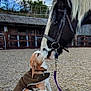 dog, horse, animal_interaction, outdoor, paddock, barn, leash, coat, sky, clouds, tree, fence, nature, muzzle, pet, canine, equine, brown_coat, friendship, rural