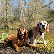 Lady is registered to the contest to win money with this photo: dog, canine, outdoor, nature, pond, grass, trees, sunlight, beagle, brown_dog, pets, animal, mammal, collar, ground, daylight, looking, sitting, laying, fur