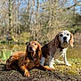 dog, canine, outdoor, nature, pond, grass, trees, sunlight, beagle, brown_dog, pets, animal, mammal, collar, ground, daylight, looking, sitting, laying, fur