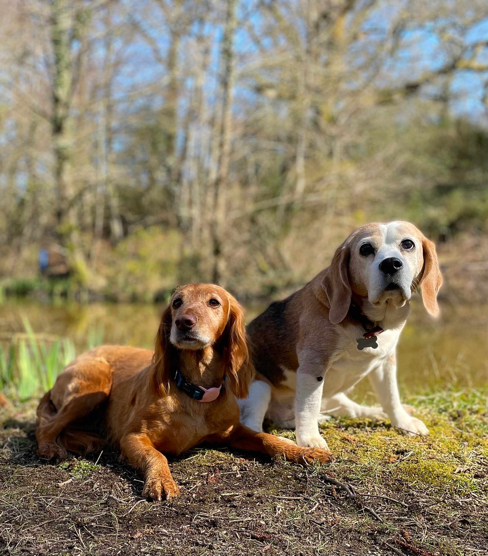 Lady is registered to the contest to win money with this photo: dog, canine, outdoor, nature, pond, grass, trees, sunlight, beagle, brown_dog, pets, animal, mammal, collar, ground, daylight, looking, sitting, laying, fur