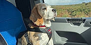 Lady joined the competition — help win amazing prizes! animal, beagle, blue_seat, canine, car, car_seat, clouds, daytime, dog, greenery, inside, pet, raindrops, safety_harness, seatbelt, sitting, sky, sunlight, vehicle, window