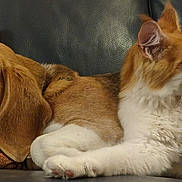 Lady is registered to the contest to win money with this photo: beagle, dog, cat, orange_and_white_cat, sleeping_dog, couch, pillow, resting, pet, indoor, fur, whiskers, ears, animal, companion, relaxed, close_up, home, cozy, leather