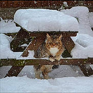 Merlin is registered to the contest to win money with this photo: cat, snow, snowfall, picnic_table, wood, outdoor, winter, animal, feline, fur, cold, nature, weather, snow_covered, daylight, cute, pet, wildlife, sitting, frozen