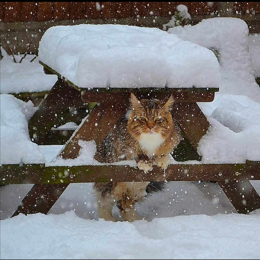 Merlin is registered to the contest to win money with this photo: cat, snow, snowfall, picnic_table, wood, outdoor, winter, animal, feline, fur, cold, nature, weather, snow_covered, daylight, cute, pet, wildlife, sitting, frozen