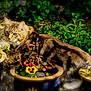 Merlin joined the competition — help win amazing prizes! animal, bloom, cat, colorful, daylight, flora, flower_pot, flowers, fur, garden, greenery, leaves, mammal, nature, outdoor, pet, plant_pot, plants, sunlight, tabby