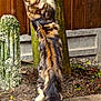 Merlin joined the competition — help win amazing prizes! animal, background, cat, claws, curious, feline, fur, garden, moss, nature, outdoor, pet, plant, soil, stone, stretching, tabby, tree, whiskers, wooden_fence