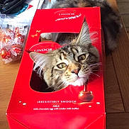 Merlin joined the competition — help win amazing prizes! animal, box, cat, chocolate, cozy, curious, cute, eyes, face, fur, head, indoor, lindor, pet, playful, red, tabby, table, whiskers, wooden